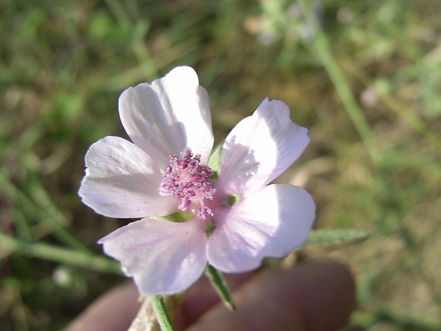 Althaea officinalis / Altea comune